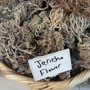 Fleur de JERICO, cadeau de l'Avent pour la fertilité, rose de la fertilité de Jéricho, plante de la résurrection, rose de Marie, fleur de sainte Marie, fleur de sainte Marie
