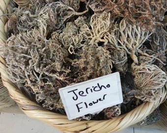 Fertility Gift JERICO FLOWER, Fertility Rose Of Jericho, The Plant of Resurrection, Mary’s Rose, Flower of St Mary, St. Mary's flower,