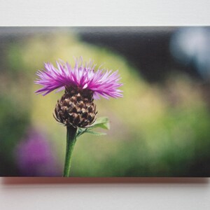 Scottish Thistle Photo Greeting Cards Nature Photography Macro Flower Floral Scotland Scottish Gifts Botanical Blank Cards image 2