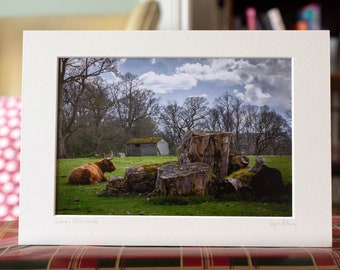Countryside Highland Cow Photo Print | Landscape Photography | Scotland | Art Print | Wall Art | Unframed | Scottish Gifts | Signed