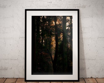 Autumn Colours | Nature Photography | Woodland | Trees | Outdoors | Moody | Scotland | Wall Art | Unframed | Fall | Botanical