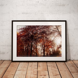 Autumn Colours | Fall | Nature Photography | Seasons | Trees | Woodland | Landscape | Scotland | Wall Art | Posters | Unframed