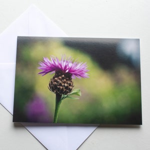 Scottish Thistle Photo Greeting Cards Nature Photography Macro Flower Floral Scotland Scottish Gifts Botanical Blank Cards image 5