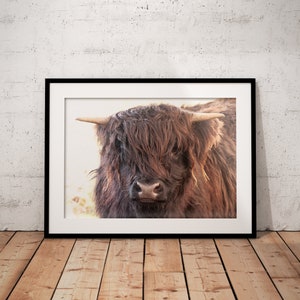 Highland Cow Portrait Photography | Scottish Gifts | Nature Photo| Wall Art | Unframed | Cute Animal Portrait | Scotland