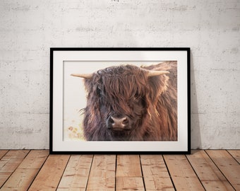 Highland Cow Portrait Photography | Scottish Gifts | Nature Photo| Wall Art | Unframed | Cute Animal Portrait | Scotland