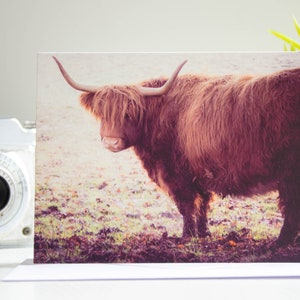 Highland Cow Portrait Photo Greeting Cards | Nature Photography | Cute | Scotland | Animals | Scottish Gifts | Blank Cards