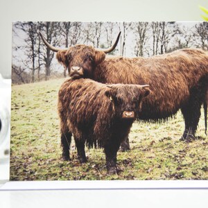 Highland Cows Photo Greeting Cards | Nature Photography | Cute | Scotland | Portrait | Blank Cards | Coos | Scottish Gifts