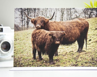 Highland Cows Photo Greeting Cards | Nature Photography | Cute | Scotland | Portrait | Blank Cards | Coos | Scottish Gifts