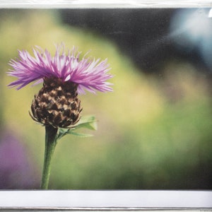 Scottish Thistle Photo Greeting Cards Nature Photography Macro Flower Floral Scotland Scottish Gifts Botanical Blank Cards image 6
