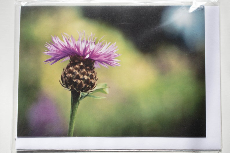 Scottish Thistle Photo Greeting Cards Nature Photography Macro Flower Floral Scotland Scottish Gifts Botanical Blank Cards image 6