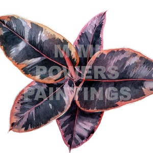 Ruby Ficus Elastica Aquarel Print - Origineel schilderij van een bonte rubberboom kamerplant