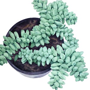Burro&#39;s Tail Succulent Watercolor Print - Original Painting of Donkey Tail Sedum