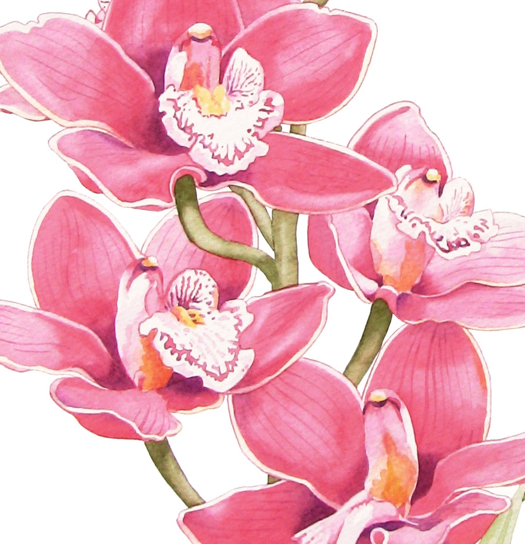 ピンクのシンビジウム蘭の花のオリジナル水彩画 - Etsy 日本