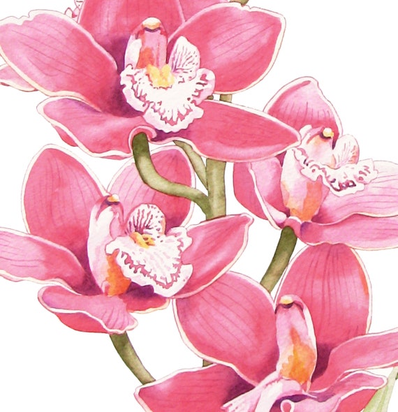 ピンクのシンビジウム蘭の花のオリジナル水彩画 - Etsy 日本