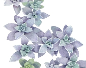 Echeveria Aphrodite Succulent - Original Watercolor Painting Print - Houseplant and Garden decor