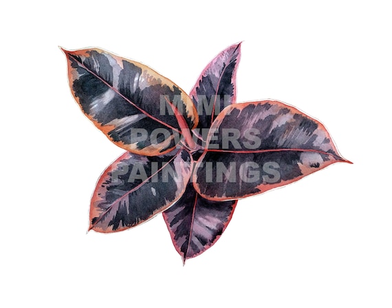 Rubin Ficus Elastica Aquarell Druck - Original-Gemlde von einem bunten Gummi  Baum Zimmerpflanze - Etsy sterreich