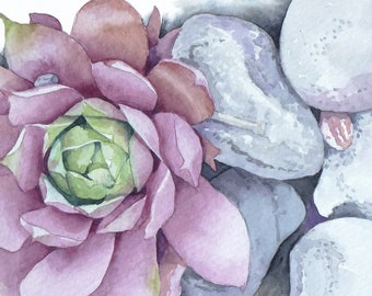 Echeveria Succulent Plant Watercolor Print - Original Wall Art