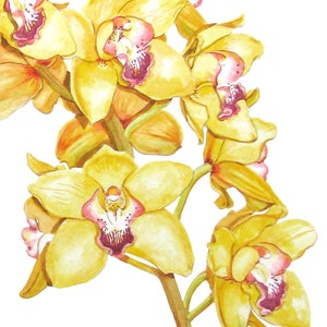 Yellow Orchid Plant Watercolor Print - Original painting of blooming Cymbidium orchids