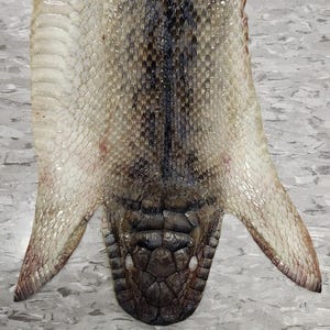 May include: A tanned snake skin featuring a central dark brown stripe running down the length of the back, flanked by lighter cream and beige scales. The underside displays wide, smooth, pale scales, while the head area shows dark, textured plates.