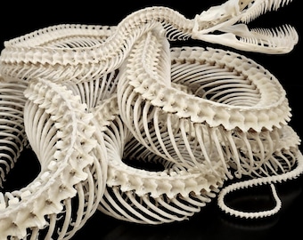 GIANT PYTHON SKELETON