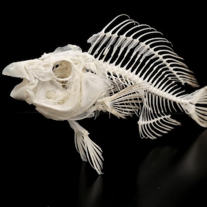 STOPLIGHT PARROTFISH SKELETON