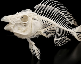 STOPLIGHT PARROTFISH SKELETON