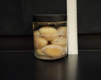 RATTLESNAKE EGGS