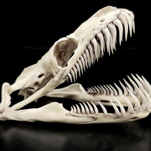 GIANT PYTHON SKELETON image 8