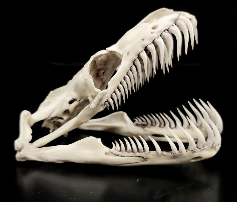 GIANT PYTHON SKELETON image 8