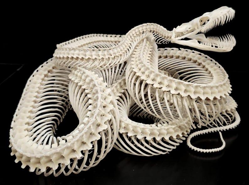 May include: A coiled off-white snake skeleton featuring a detailed skull with an open jaw and visible teeth. The structure displays a long, segmented vertebral column with numerous thin, curved ribs extending outward in a continuous, winding pattern.