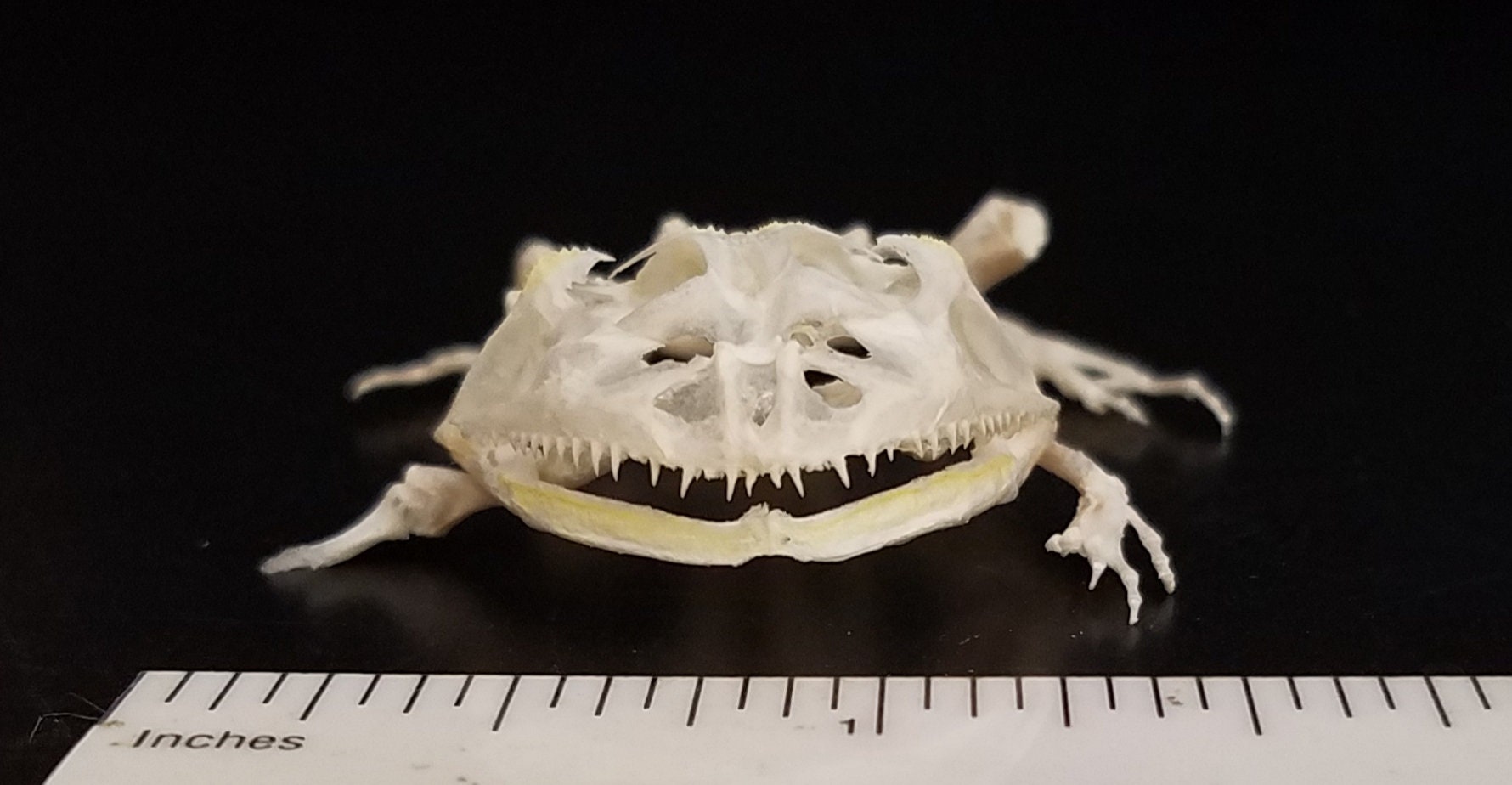 PACMAN FROG SKELETON - Etsy 日本
