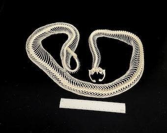 RATTLESNAKE SKELETON