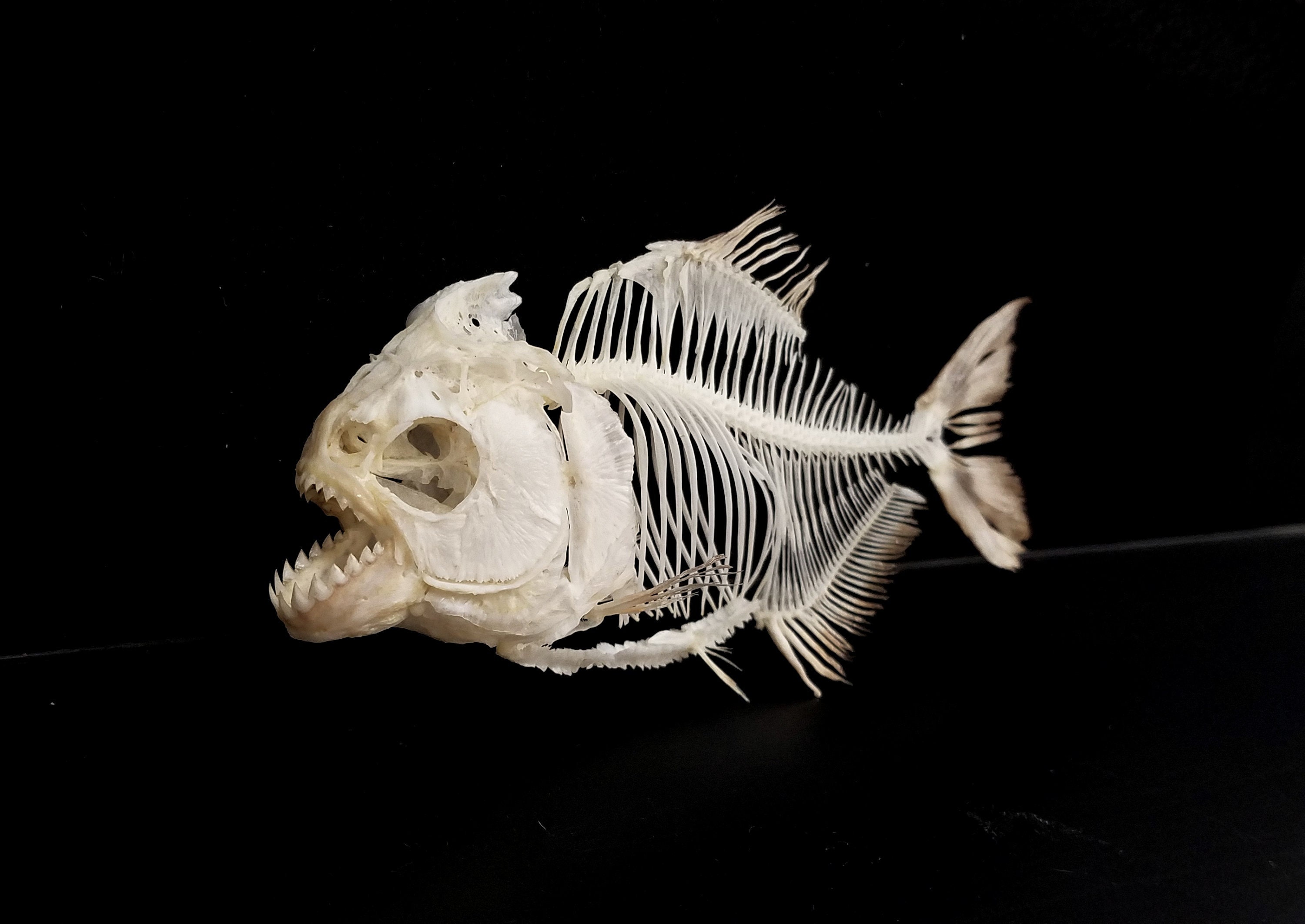 REDBELLY PIRANHA SKELETON - Etsy