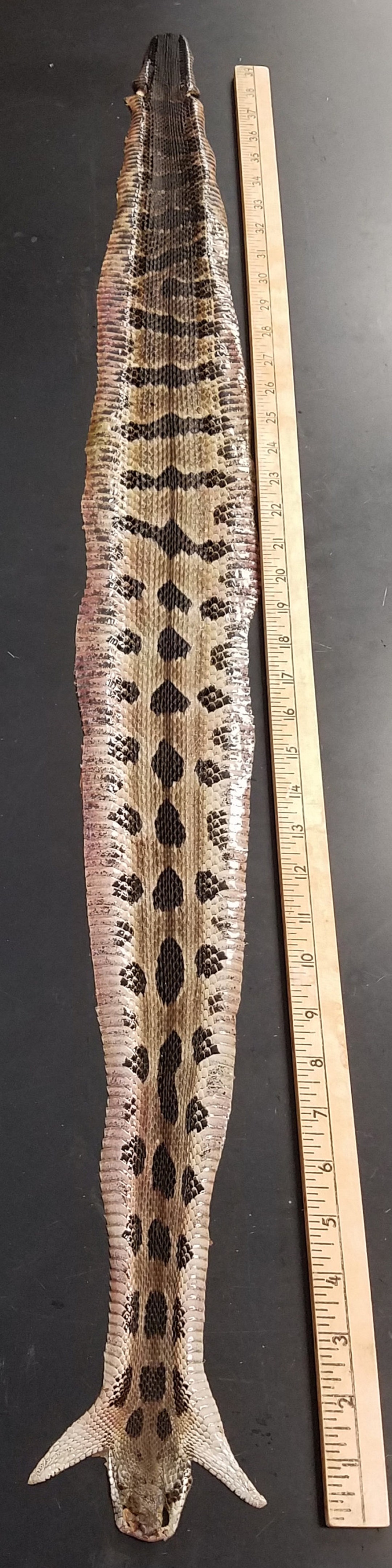 TIMBER RATTLESNAKE SKIN - Etsy