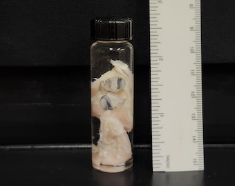 RATTLESNAKE VENOM sacs & EYES