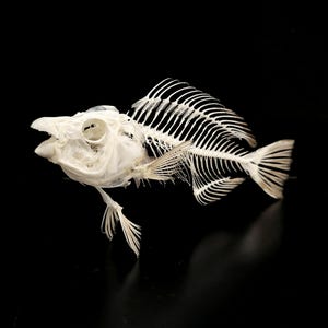 PRINCESS PARROTFISH SKELETON