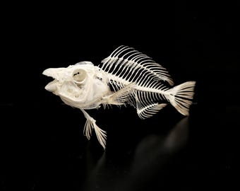 PRINCESS PARROTFISH SKELETON