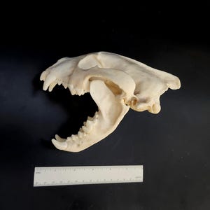 WOLVERINE SKULL