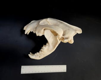 WOLVERINE SKULL