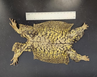 UROMASTYX SKIN