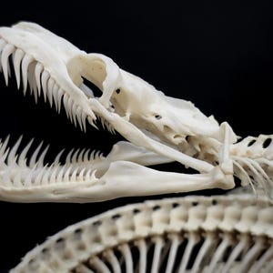 May include: A white snake skeleton featuring an open jaw with numerous sharp, curved teeth. The skull structure is clearly visible, showing the intricate bone formation of the upper and lower jaw, connected to the elongated vertebral column.