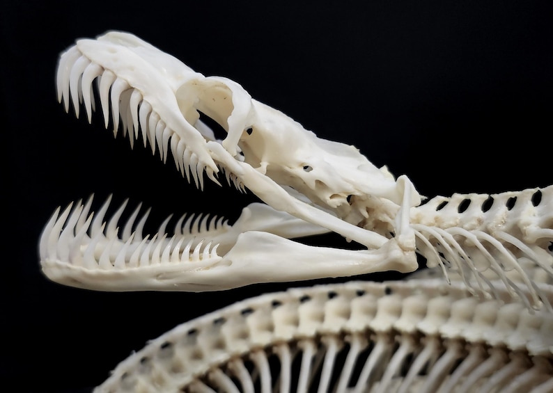 May include: A white snake skeleton featuring an open jaw with numerous sharp, curved teeth. The skull structure is clearly visible, showing the intricate bone formation of the upper and lower jaw, connected to the elongated vertebral column.