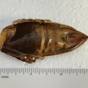 SHARK EGG CASE