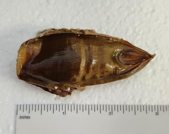 SHARK EGG CASE