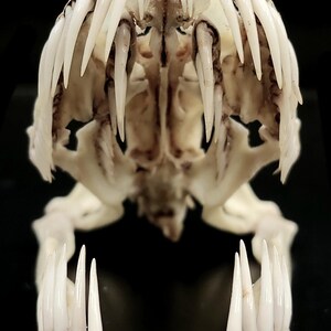 May include: A bleached white animal skull featuring an open jaw with numerous long, sharp, pointed teeth. The skeletal structure displays a complex arrangement of bone plates and rows of needle-like fangs, presented from a direct frontal perspective.