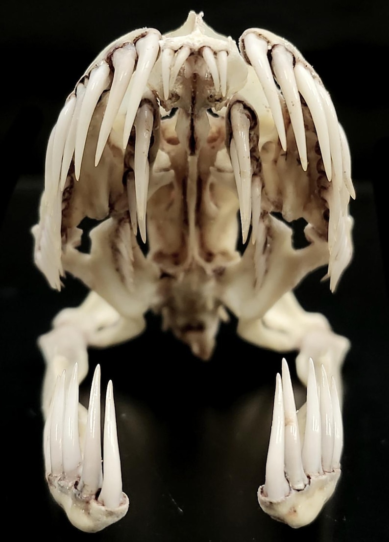 May include: A bleached white animal skull featuring an open jaw with numerous long, sharp, pointed teeth. The skeletal structure displays a complex arrangement of bone plates and rows of needle-like fangs, presented from a direct frontal perspective.