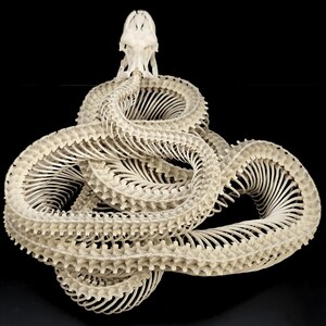 GIANT PYTHON SKELETON image 5