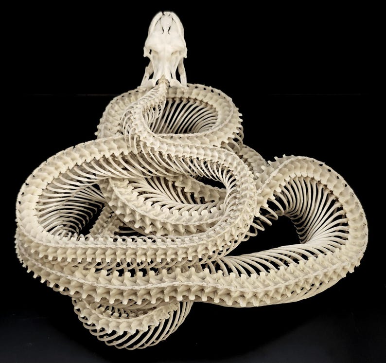 GIANT PYTHON SKELETON image 5