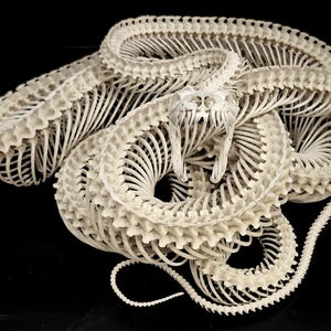 GIANT PYTHON SKELETON image 3