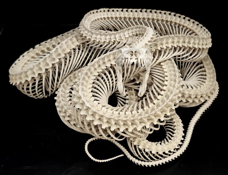 GIANT PYTHON SKELETON image 3